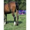 Jammies Three Piece Tail Wrap - Electric Waves 1 Jammies Three Piece Tail Wrap - Electric Waves -Best Equestrian Supplies 400033 800 800