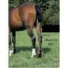 Jammies Three Piece Tail Wrap - Black -Best Equestrian Supplies 405717 800 800