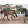 Pessoa Lunging System - Natural -Best Equestrian Supplies 437696 800 800