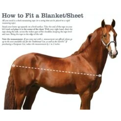 Kensington Protective Sheet SureFit - Kentucky Blue -Best Equestrian Supplies 447027 800 800