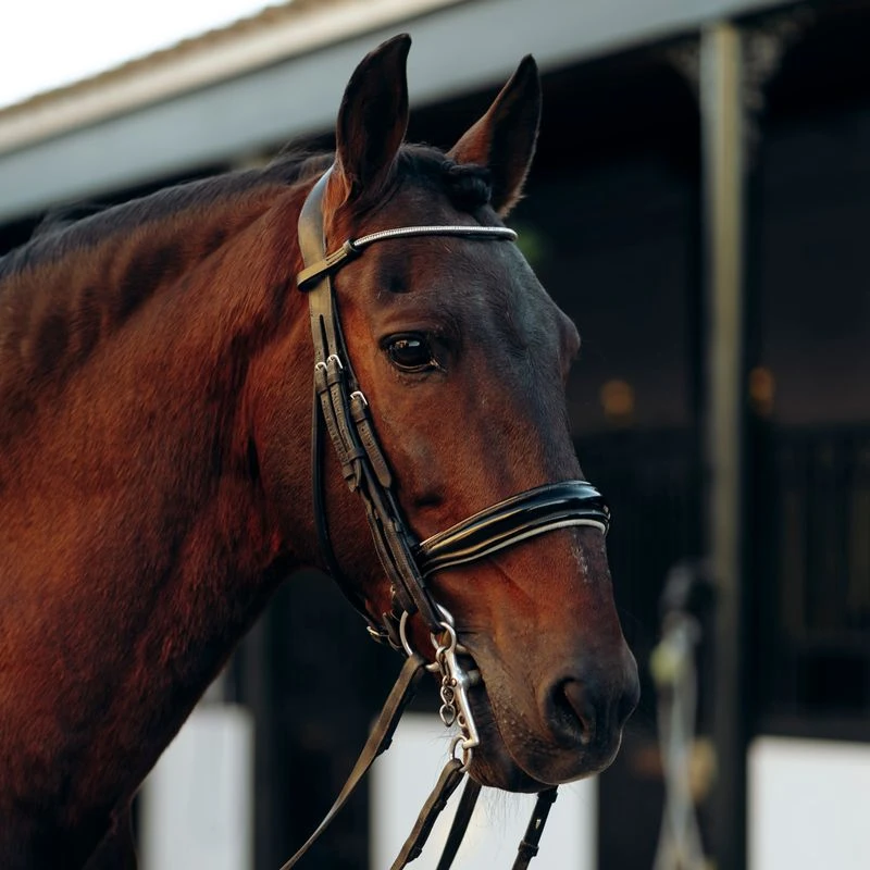 Horze Munich Curved Browband W/Crystals - Olivine Green 4 Horze Munich Curved Browband W/Crystals - Olivine Green - Image 2