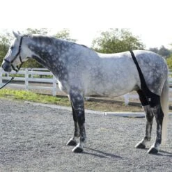 Ice Horse Stifle Wrap - Black -Best Equestrian Supplies 632119 800 800