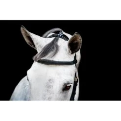 Best Equestrian Supplies -Best Equestrian Supplies 665906 800 800